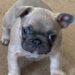 Faith - Blue fawn female French Bulldog puppy in Alabama from Southern Bulldogs