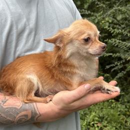 Ollie - Chihuahua
