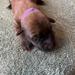 Girl 3 - female Soft Coated Wheaten Terrier puppy in Cody, Wyoming from Yellowstone Breeders