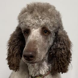 Bailee - Poodle