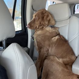 Bruce - Goldendoodle