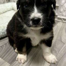 Bass - Black tri-color male Australian Shepherd puppy in Putnam County, New York from Highland Haven Australian Shepherds