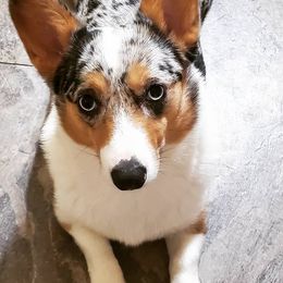 American Corgis and Pembroke Welsh Corgis from Barnes Corgis