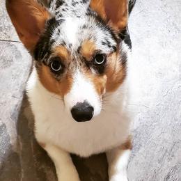 American Corgis and Pembroke Welsh Corgis from Barnes Corgis