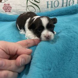 Cinnamon - Chocolate, tan and white male Yorkshire Terrier puppy in Belpre, Ohio from Blackwoods Yorkies