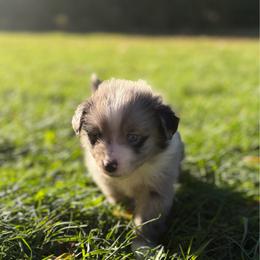 Lake of the Woods - Blue merle male Miniature Australian Shepherd puppy in Priest River, Minnesota from Offgrid Aussies