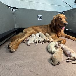 Golden Retriever Puppies from R & K Golden Acres LLC