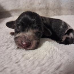 1 - Dapple male Dachshund puppy in Statesville, North Carolina from Dannie's Doxies