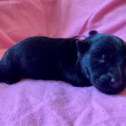 Trixie (Dark Blue) - Black female Scottish Terrier puppy in Jefferson, North Carolina from McGuire’s High Country Terriers
