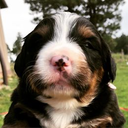 Bernese Mountain Dog Puppies from Berners of New Mexico