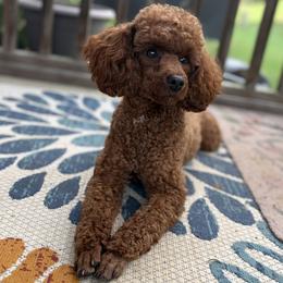Maizy - Red female Aussiedoodle puppy in Holly Springs, North Carolina from Whiskey River Doodles