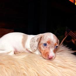Twyla - Dapple female Dachshund puppy in Washburn, Tennessee from Clinch Mountain Dachshunds