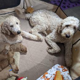 Goldendoodle Puppies from Lu Doodles