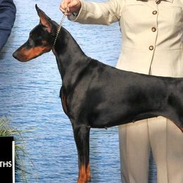 Doberman Pinschers from Rose's Dobermans