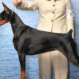 Doberman Pinschers from Rose's Dobermans