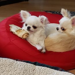 Chihuahua Puppies from Toyville Chihuahuas