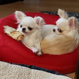 Chihuahua Puppies from Toyville Chihuahuas