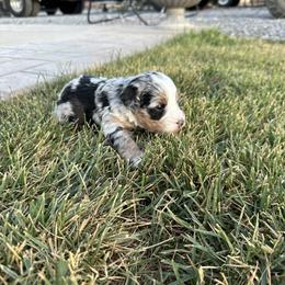 Bernedoodle Puppies from Little Diamond Doodles
