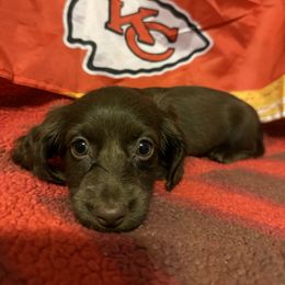 Dachshund Puppies from Abby Stuart