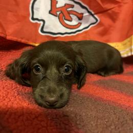 Dachshund Puppies from Abby Stuart