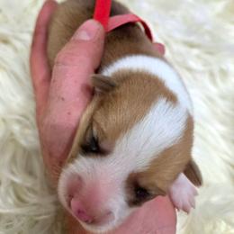 Red male - White and red male Pembroke Welsh Corgi puppy in Wayne City, Illinois from Lash Livestock & Corgis