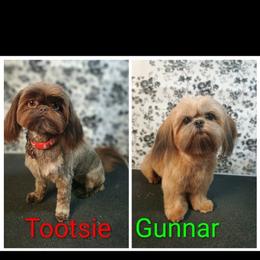 Shih Tzu puppies from Sunshine Shih tzus
