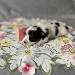 Girl 3 - Biewer Terrier puppy from Little Bear Creek Biewers