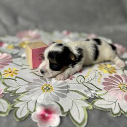 Girl 3 - Biewer Terrier puppy from Little Bear Creek Biewers