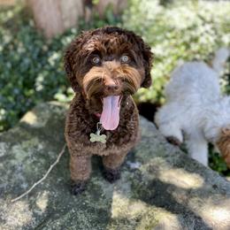 Koda - Australian Labradoodle