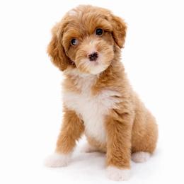 Luna - Red  female Goldendoodle puppy in Springfield, Ohio from Dawson's Royal Companions