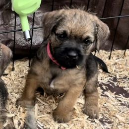 Border Terrier Puppies from Silli's Border Terriers