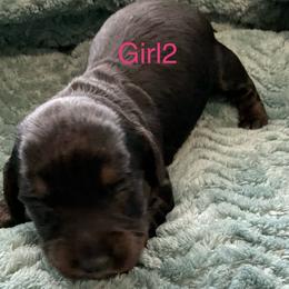 Black and tan girl 2 - Black and tan female Dachshund puppy in Paris, Texas from Rolling9dachshunds