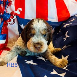 RB5 - Tri-Roan male English Springer Spaniel puppy in Britton, South Dakota from K&S Canines