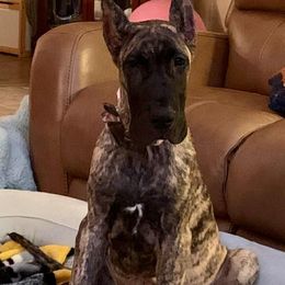 Great Dane All Grown Up from Weco Danes