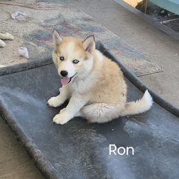 Ron - Wolf sable male Pomsky puppy in Blackfoot, Idaho from Snake River Pomskys