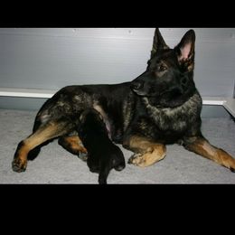 Shiloh Shepherds from Bearpaw Shiloh Shepherds