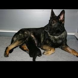 Shiloh Shepherds from Bearpaw Shiloh Shepherds