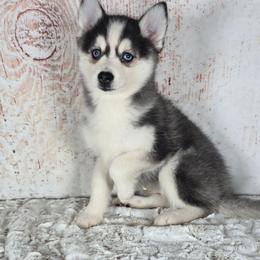 Ace - Gray and white male Pomsky puppy in Atwood, Illinois from Peace Road Puppies
