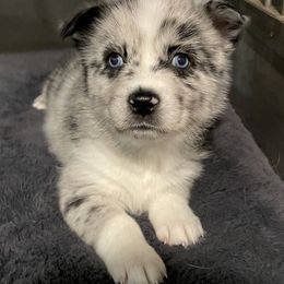 Pomeranian and Pomsky Puppies from Illinois Pomsky and Pomeranian