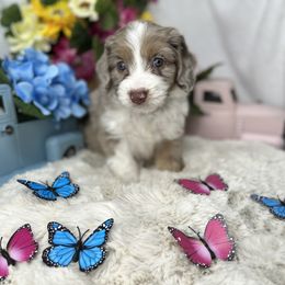 Aussiedoodle, Bernedoodle, and Goldendoodle Puppies from Little Golden Farm
