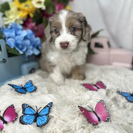 Aussiedoodle, Bernedoodle, and Goldendoodle Puppies from Little Golden Farm