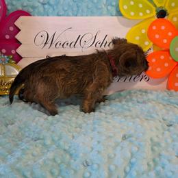 Mr Maroon - Red brindle male Cairn Terrier puppy in Savannah, Missouri from WoodSchott Cairn Terriers