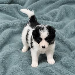 Male 3 - Black and white male Border Collie puppy in Shell Knob, Missouri from Stoneridge Kennel