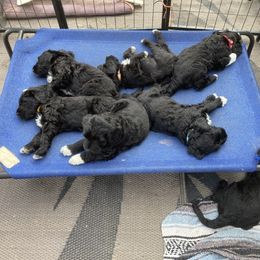 Portuguese Water Dog All Grown Up from Belladonna Farm Portuguese Water Dogs