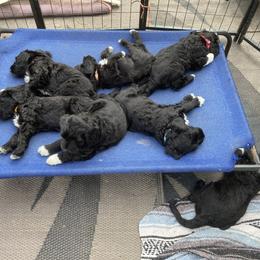 Portuguese Water Dog All Grown Up from Belladonna Farm Portuguese Water Dogs