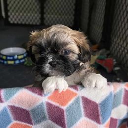 Shih Tzus from CC's Happy Shitz