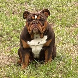 Bossy Hossy - Bulldog