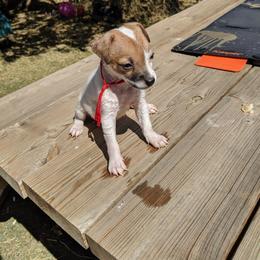 Female brown unique mask - Tri-colored female Parson Russell Terrier puppy in Phelan, California from Elite Parson Russells