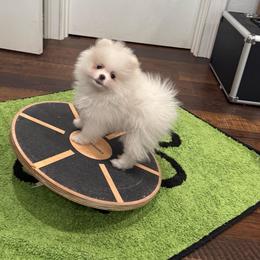 Charlie - White male Pomeranian puppy in Lyons, Georgia from Its a Poms Life Kennel
