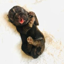 Shih Tzu Puppies from Savage Elegance Texas